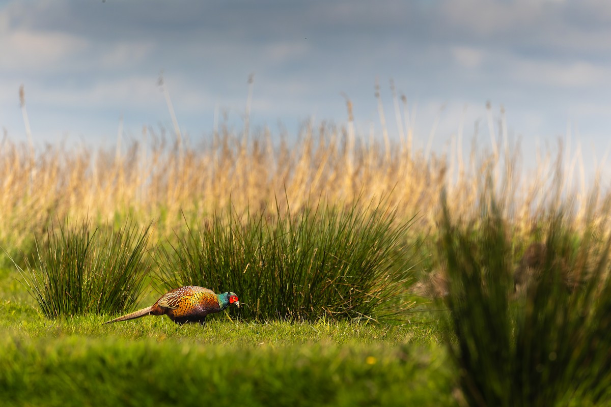 Ring-necked Pheasant - ML618414022