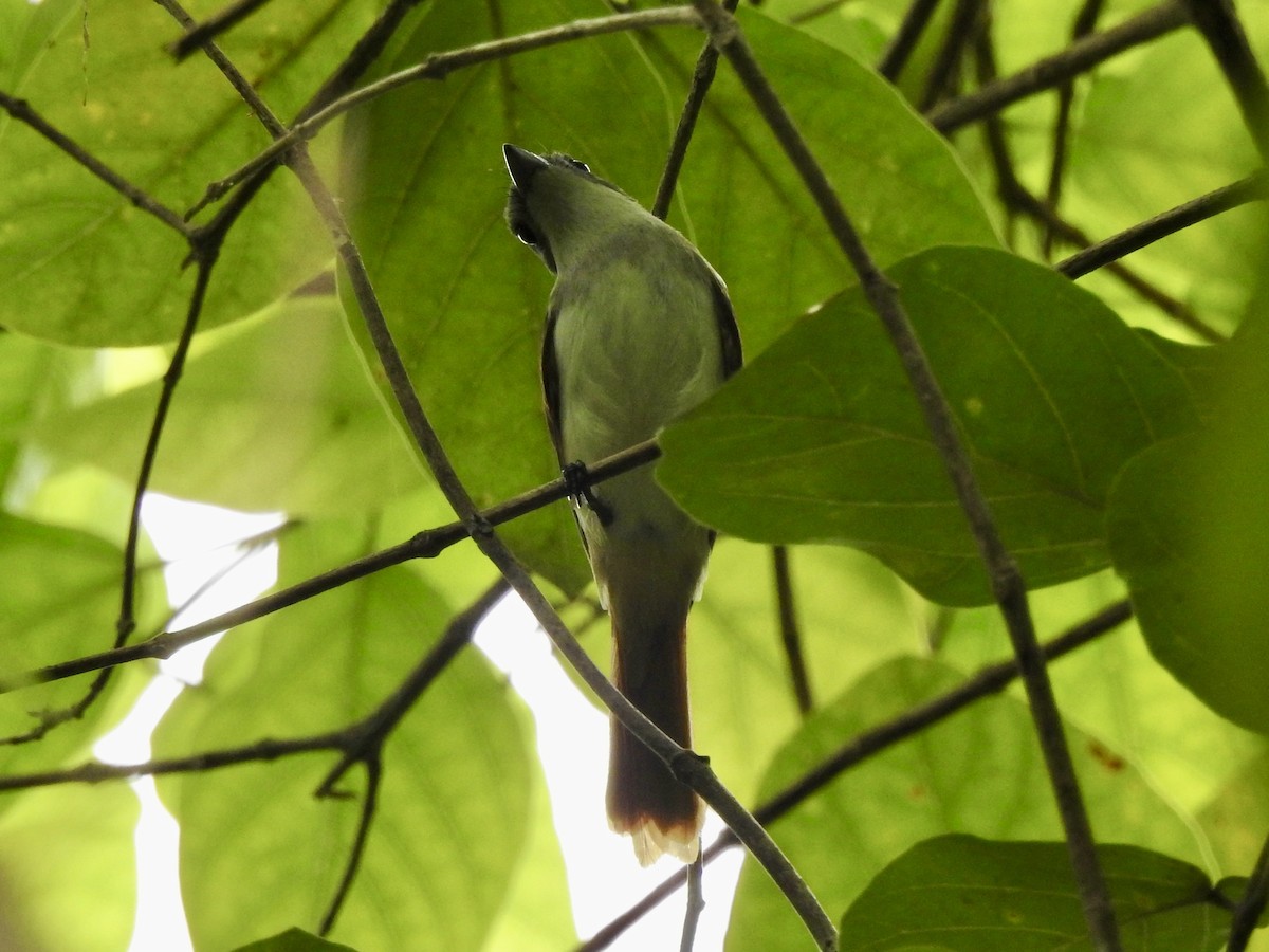 Steel-blue Flycatcher - ML618414029