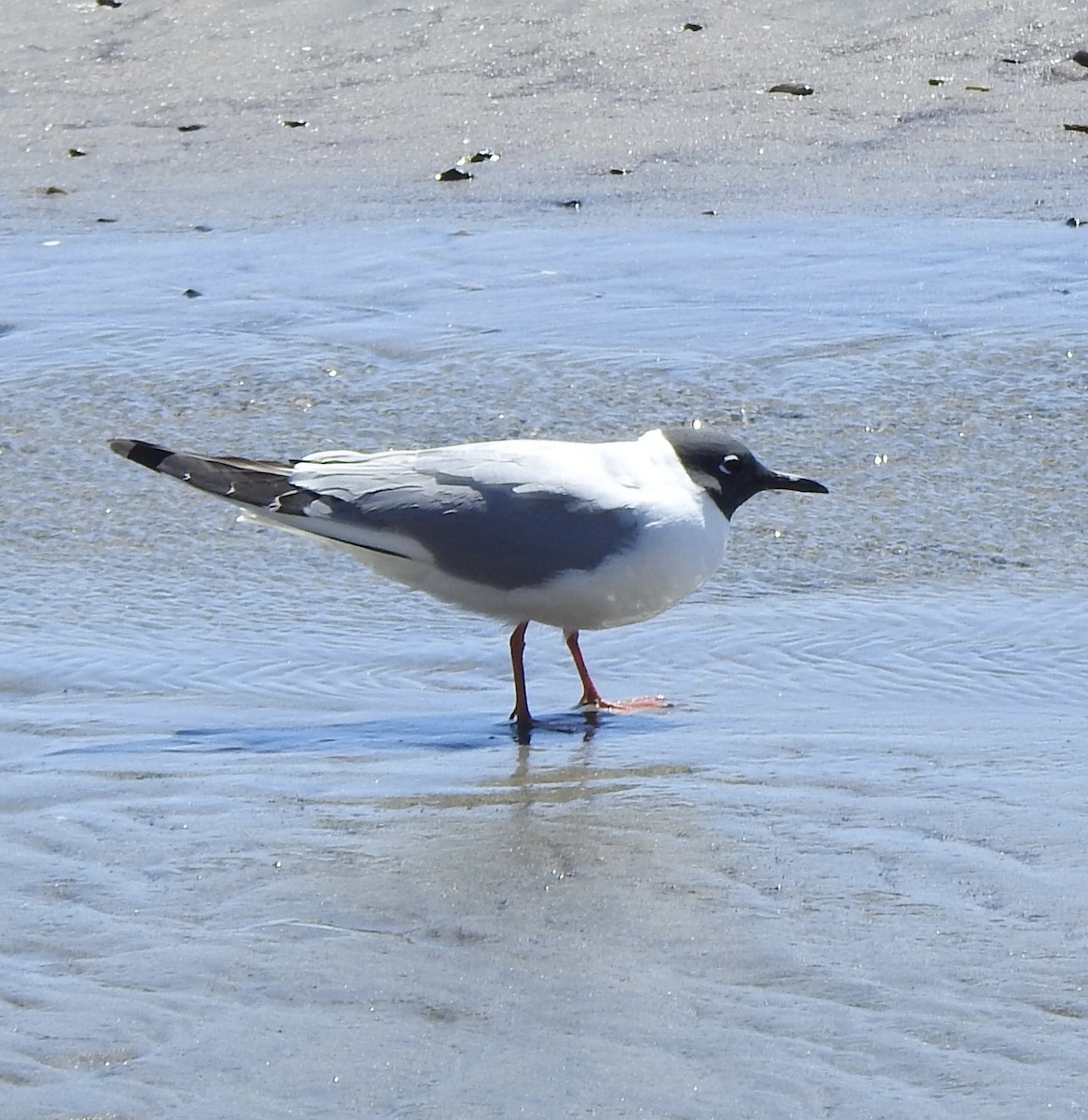 Gaviota de Bonaparte - ML618414064