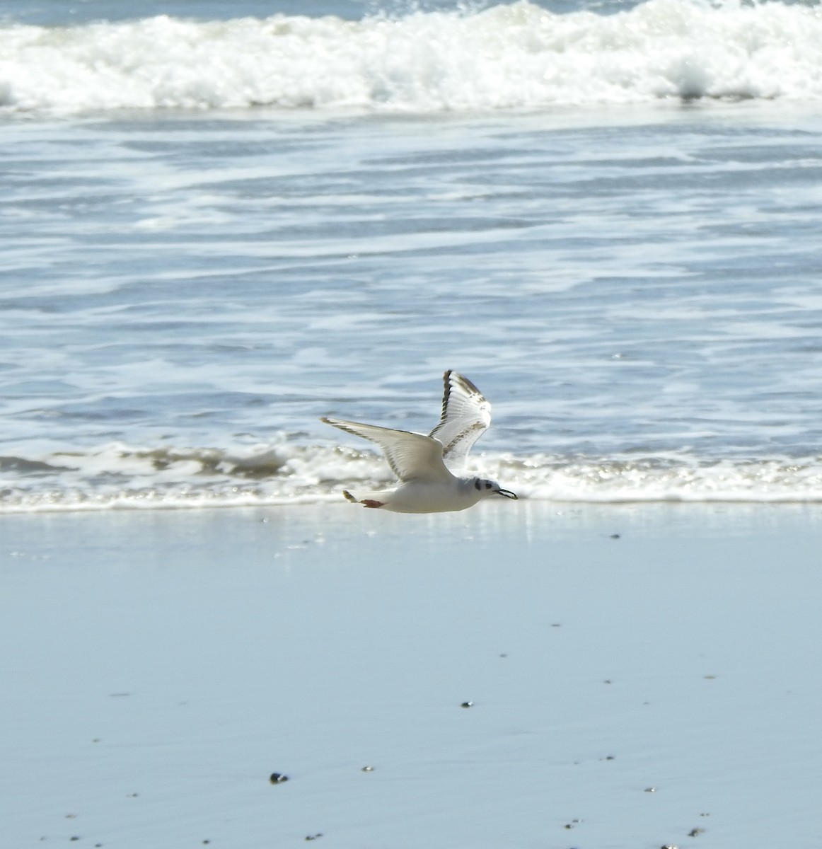 Bonaparte's Gull - Malia DeFelice