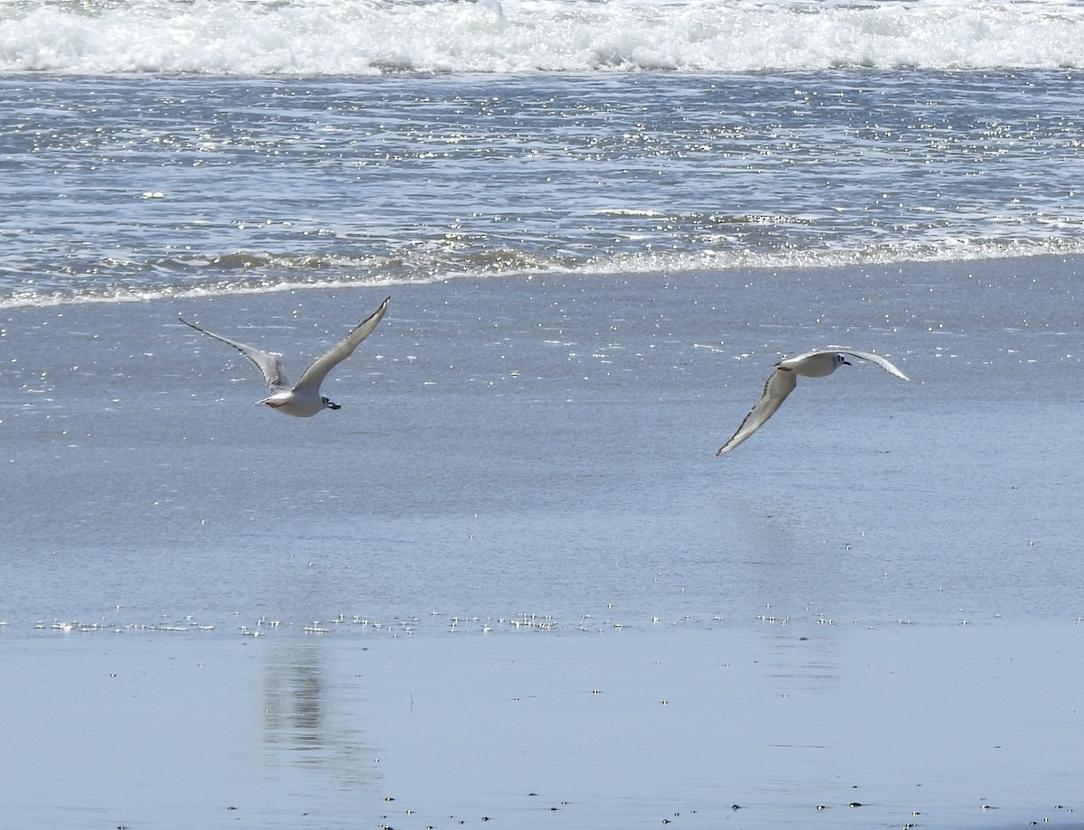 Bonaparte's Gull - Malia DeFelice