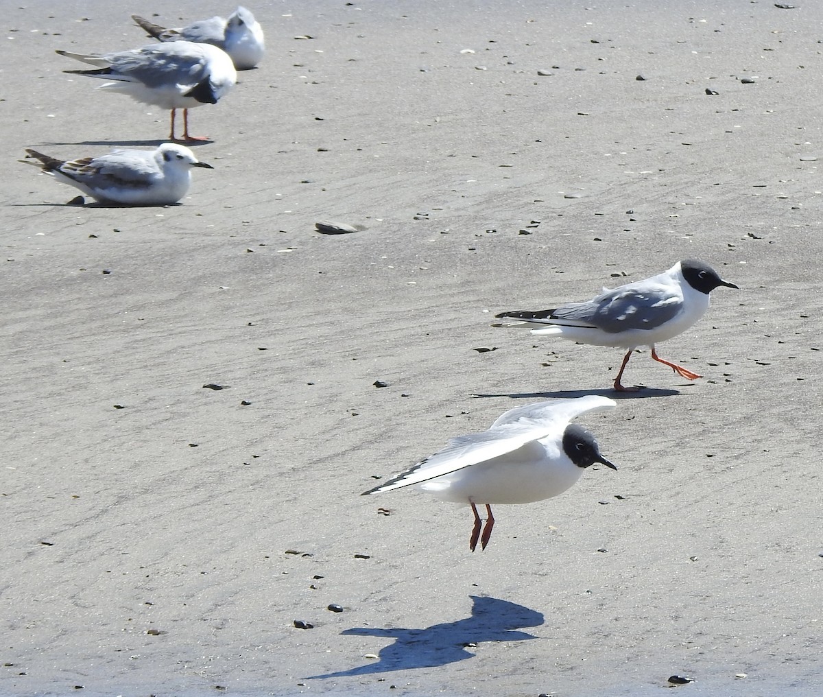 Bonaparte's Gull - Malia DeFelice