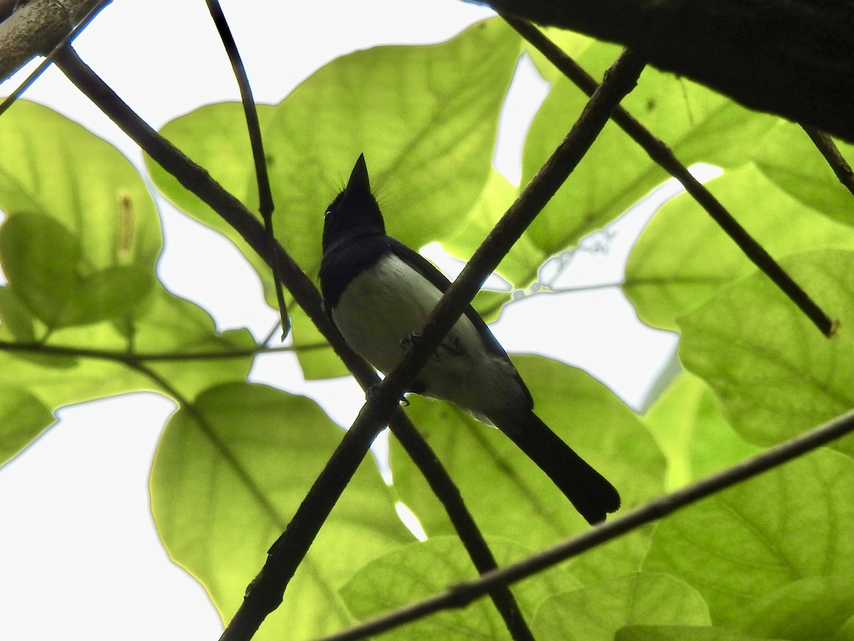 Steel-blue Flycatcher - Noam Markus