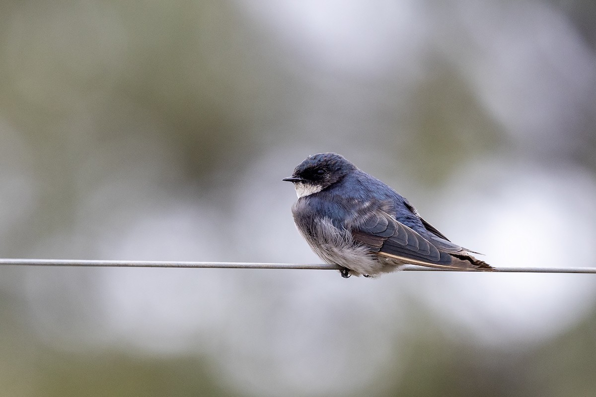 Pearl-breasted Swallow - ML618414099