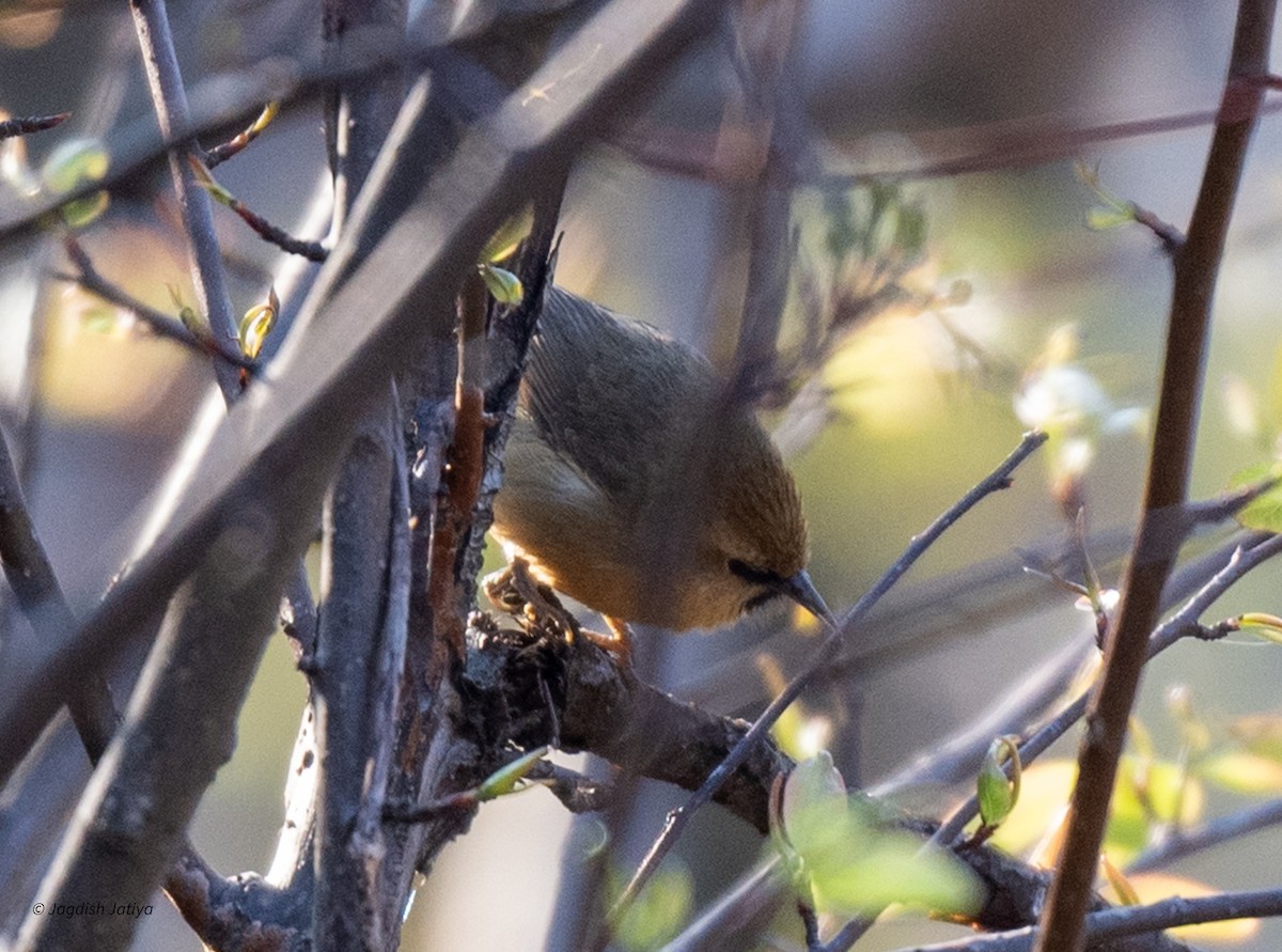 Black-chinned Babbler - Jagdish Jatiya