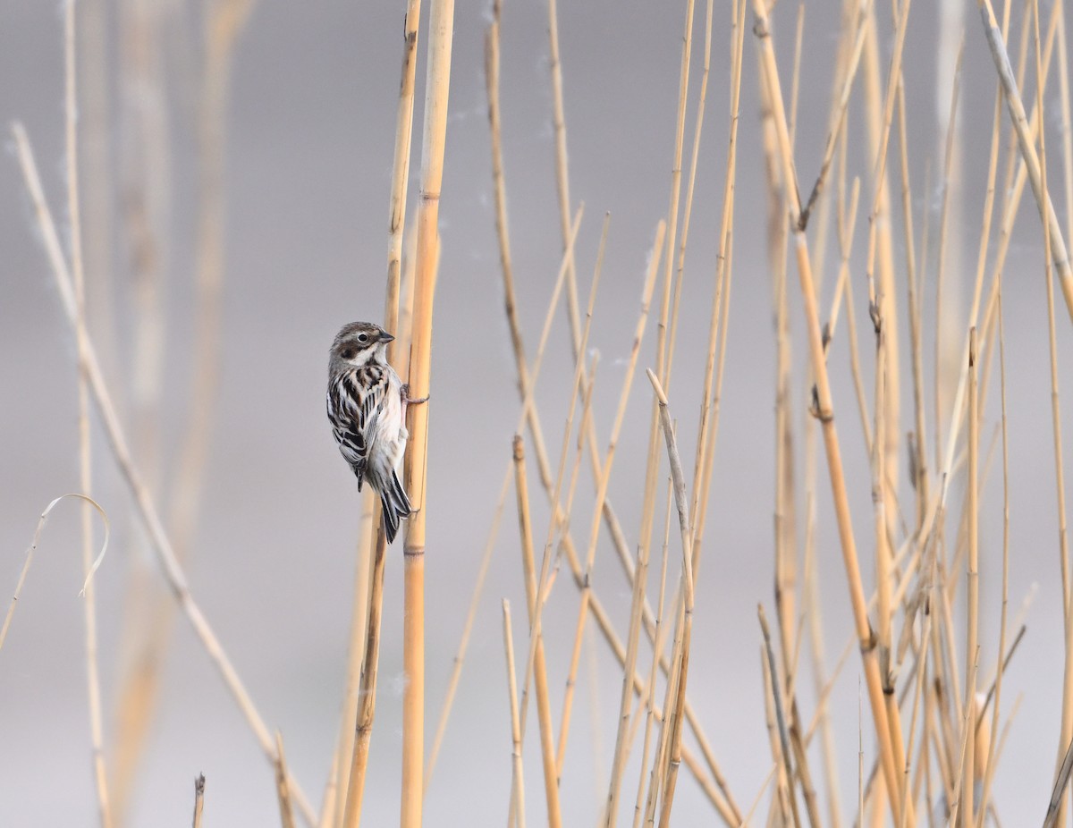 Pallas's Bunting - Terry Townshend
