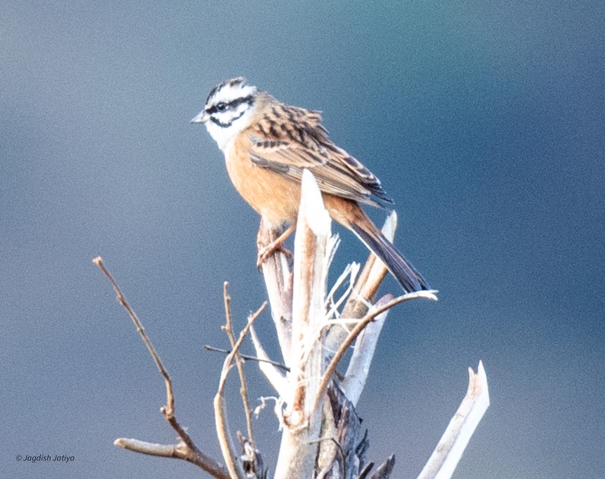 Rock Bunting - Jagdish Jatiya