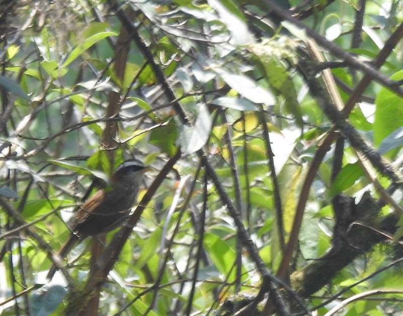 Streak-breasted Scimitar-Babbler - Rajaneesh  Ghadi