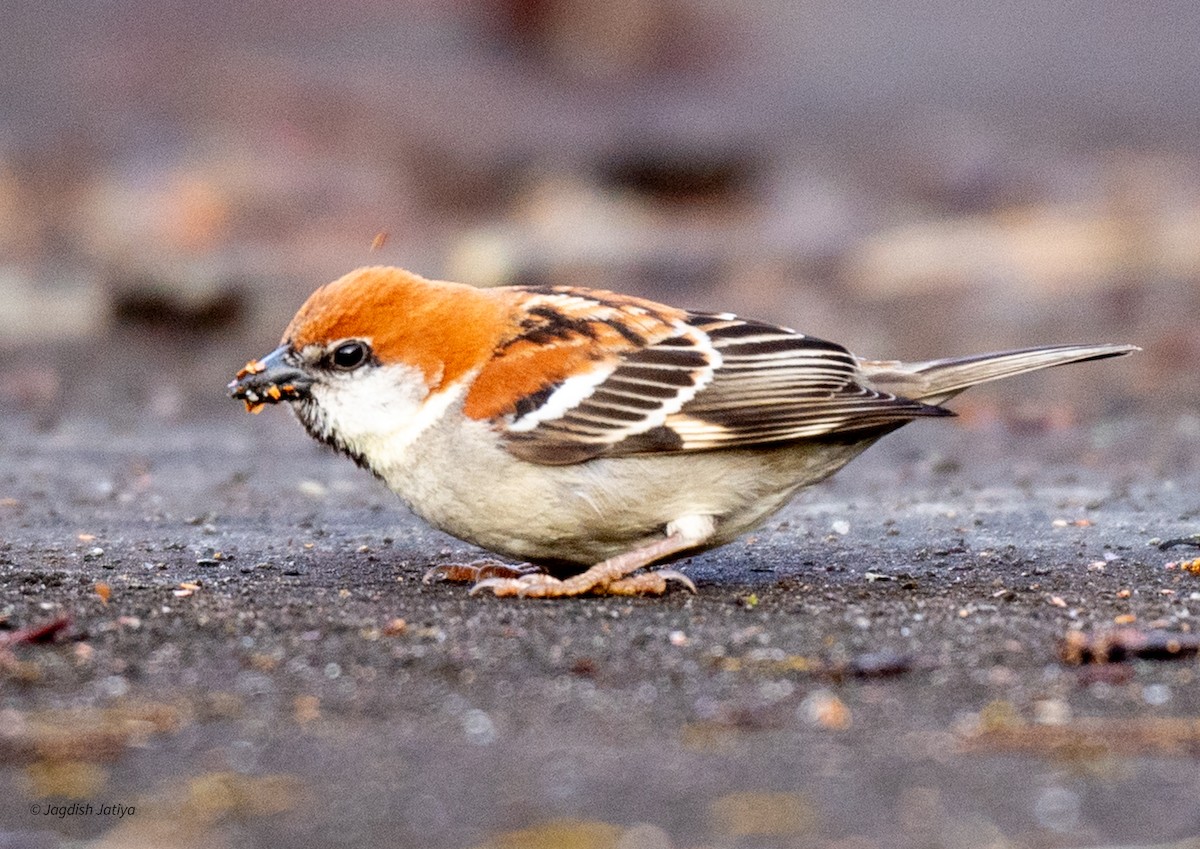 Russet Sparrow - Jagdish Jatiya