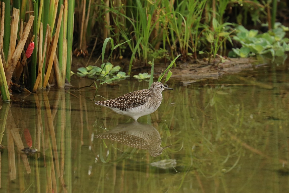 Wood Sandpiper - ML618414133