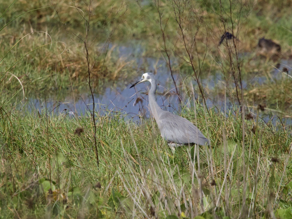 White-faced Heron - Yvonne van Netten