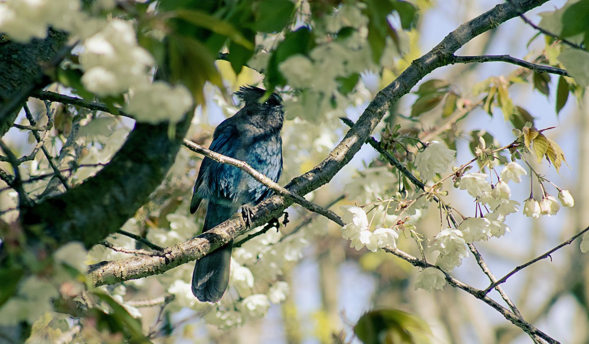 Steller's Jay - ML618414207