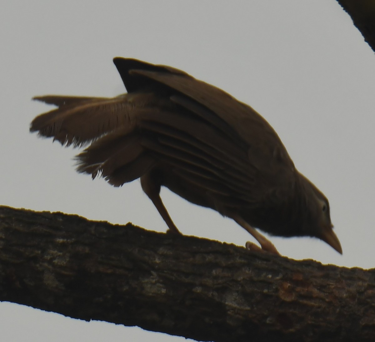 Jungle Babbler - Mohanan Choron