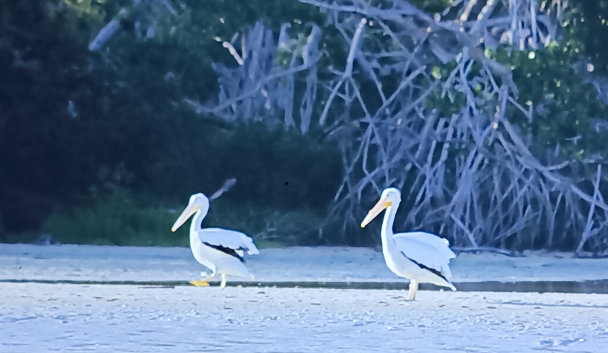 American White Pelican - ML618414238