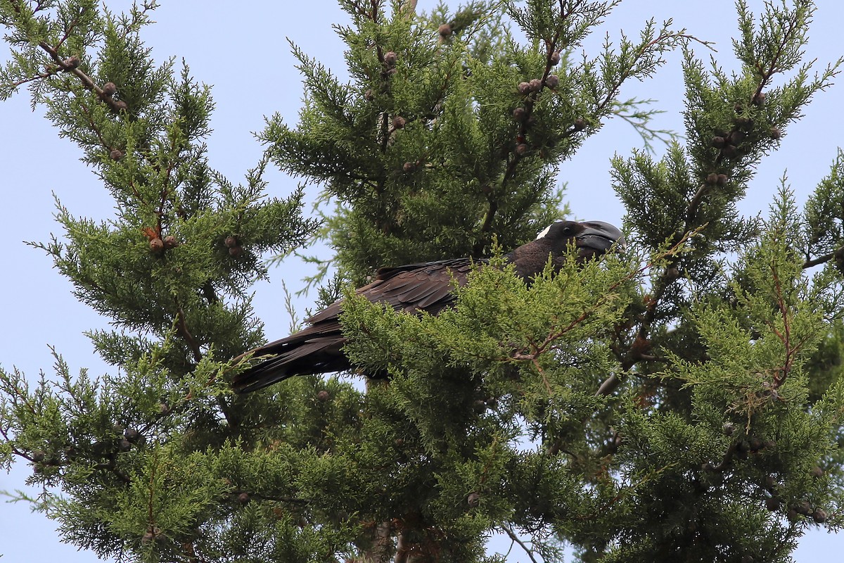 Thick-billed Raven - Morten Lisse