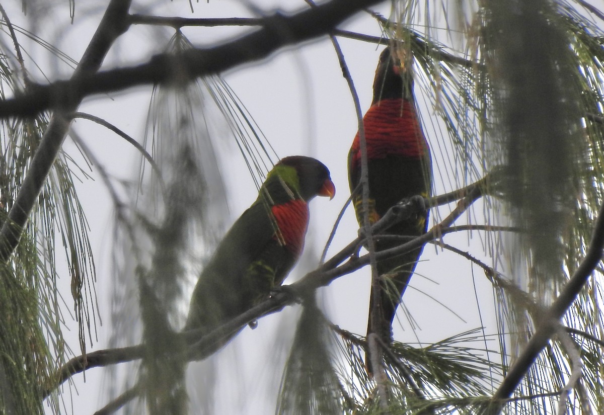 新幾內亞彩虹吸蜜鸚鵡 - ML618414264