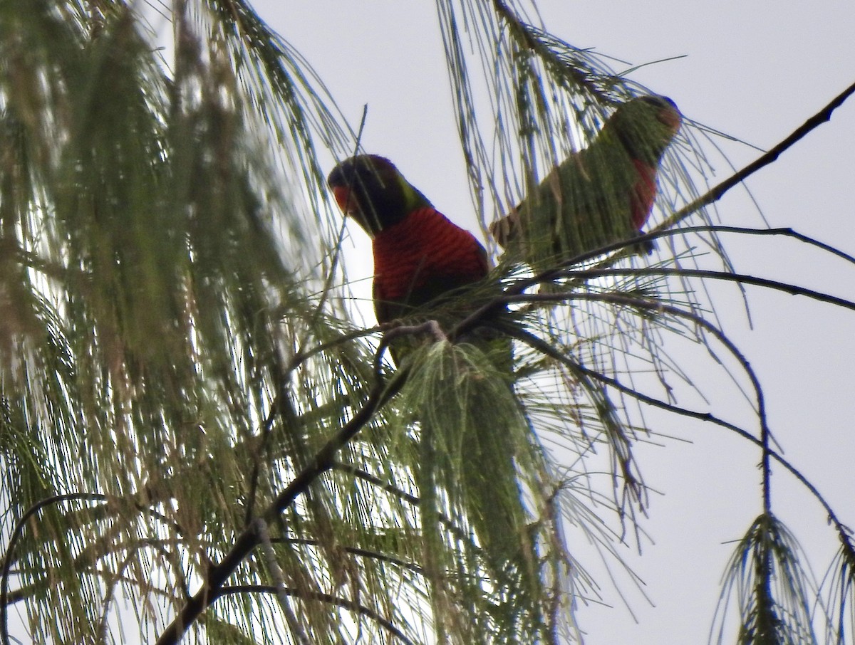 新幾內亞彩虹吸蜜鸚鵡 - ML618414267