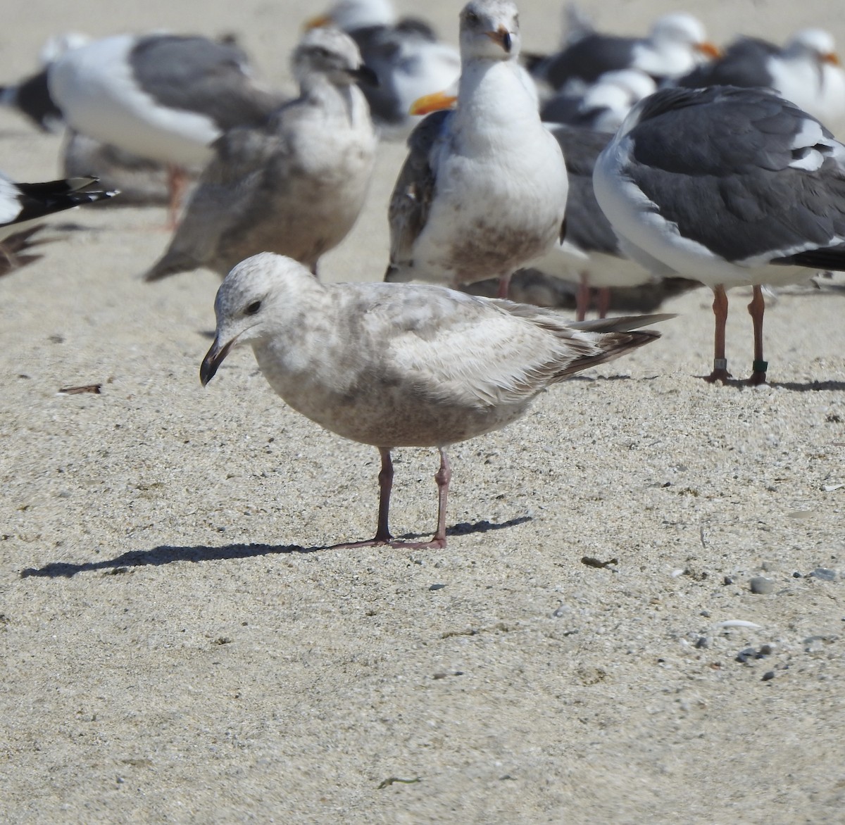 Iceland Gull (Thayer's) - Malia DeFelice