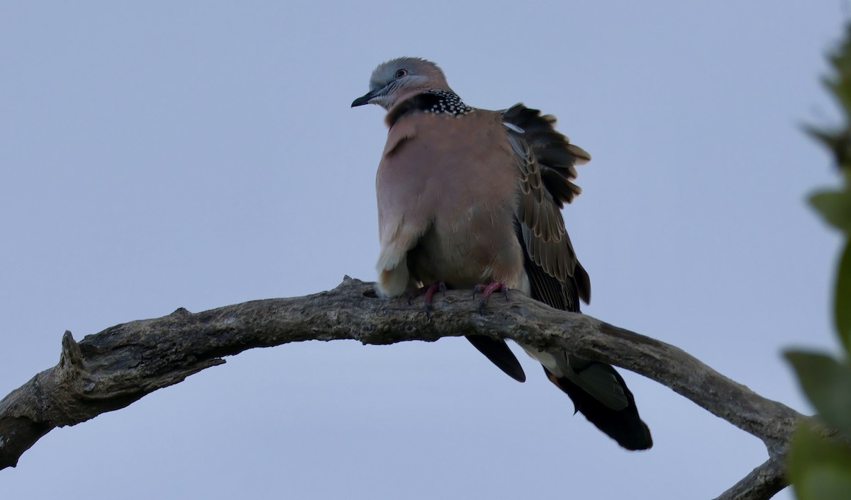 Spotted Dove - ML618414276