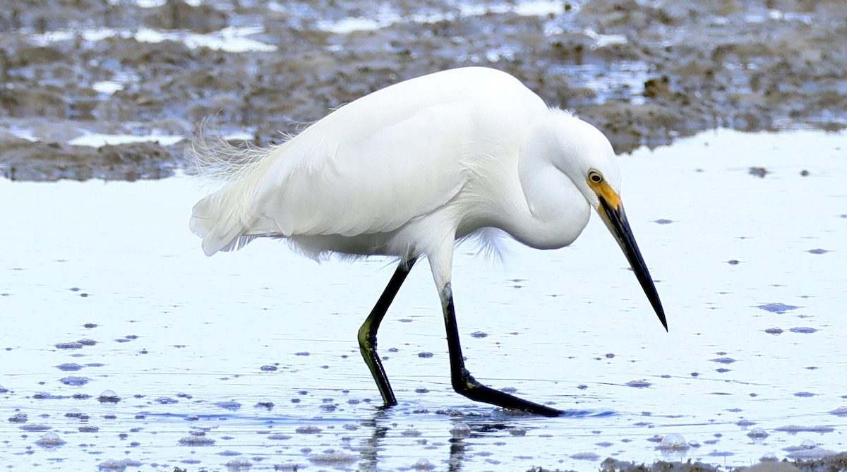 Little Egret - ML618414279