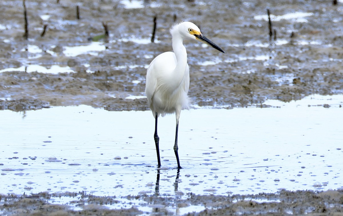 Little Egret - ML618414280