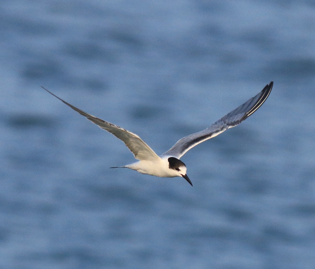 Common Tern - Afsar Nayakkan