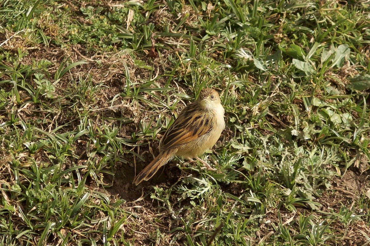 Ethiopian Cisticola - ML618414334