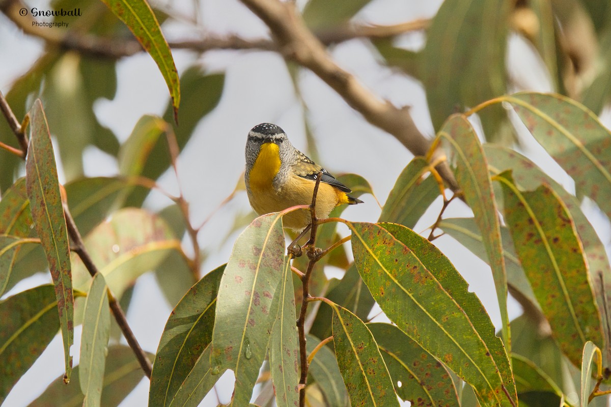 Spotted Pardalote - Martin Snowball