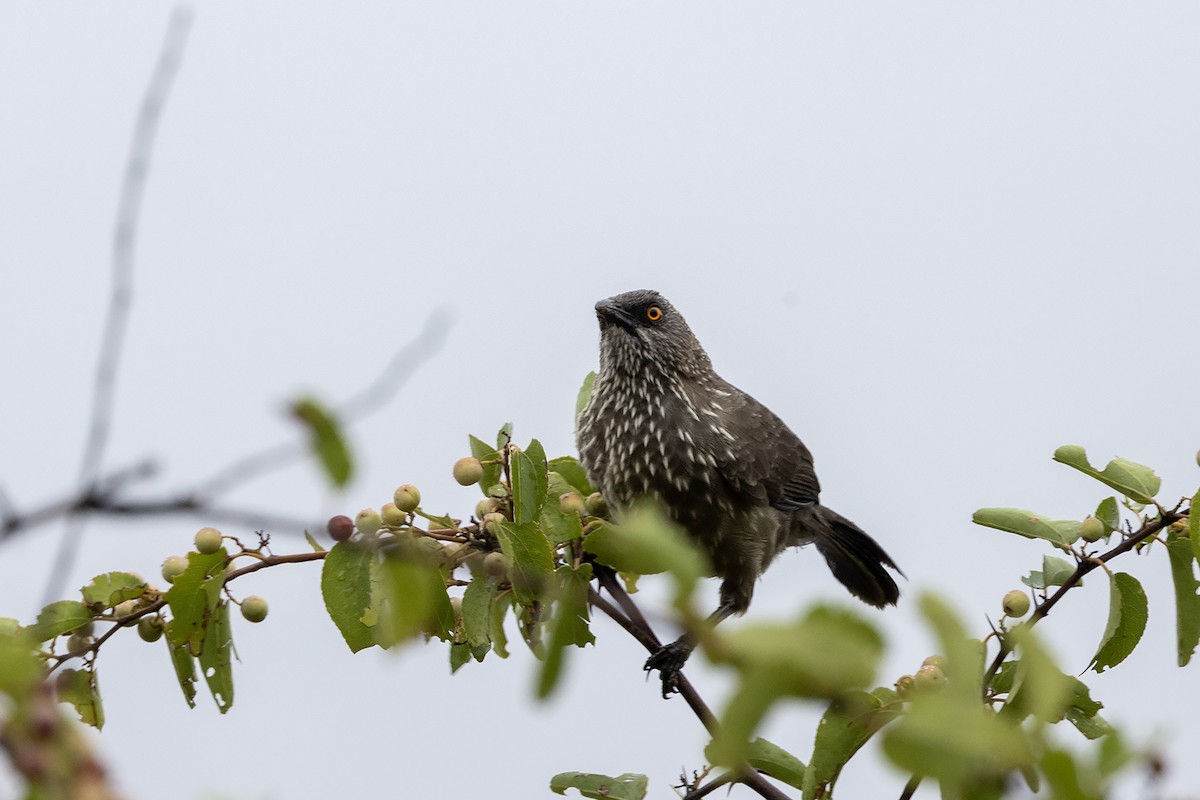 Arrow-marked Babbler - Niall D Perrins