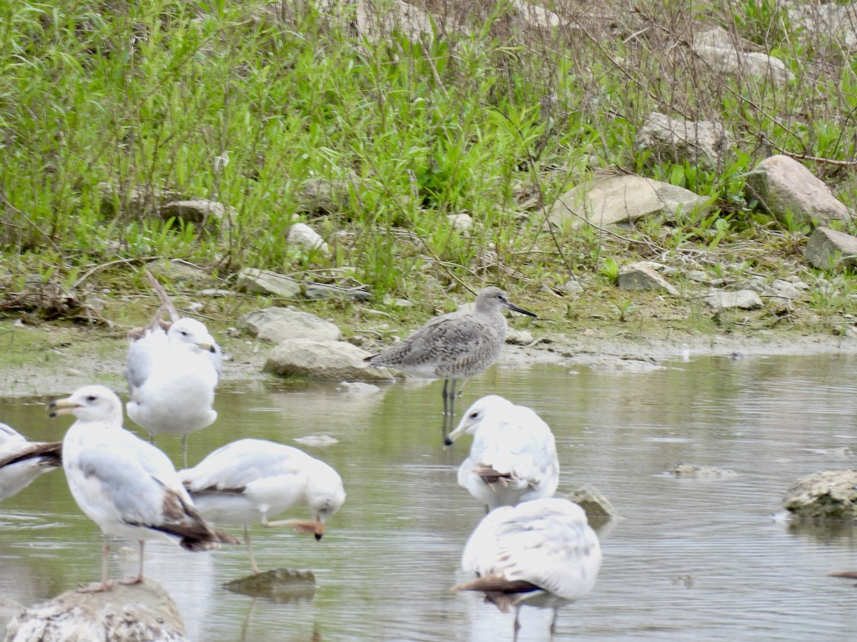 Willet - Corinna Honscheid