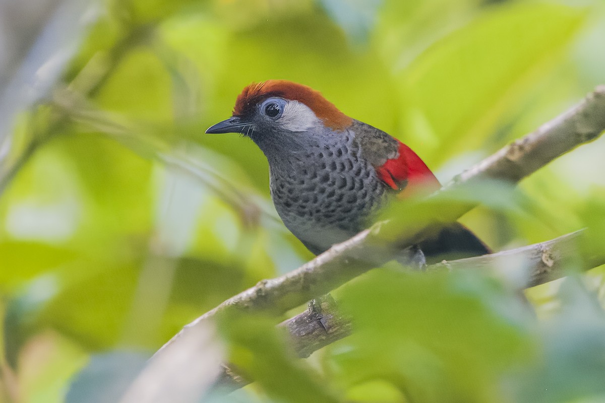Red-tailed Laughingthrush - Ngoc Sam Thuong Dang