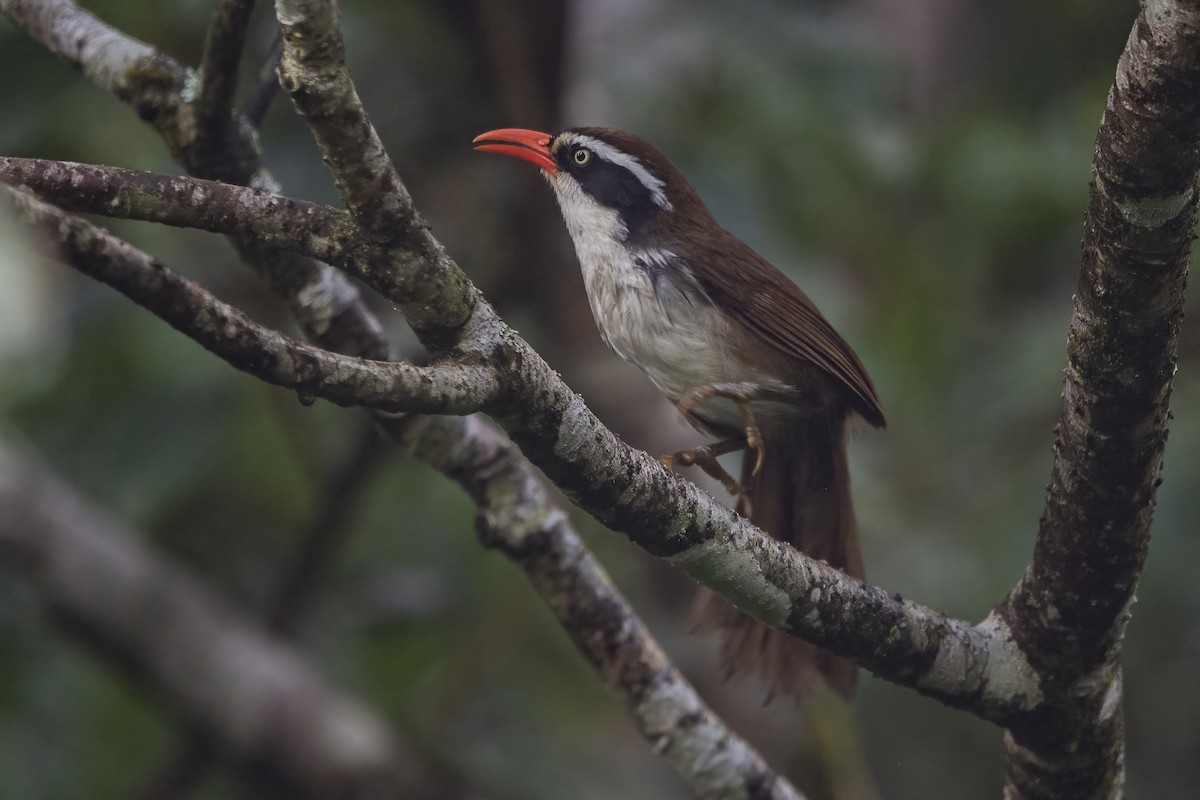 Brown-crowned Scimitar-Babbler - Ngoc Sam Thuong Dang