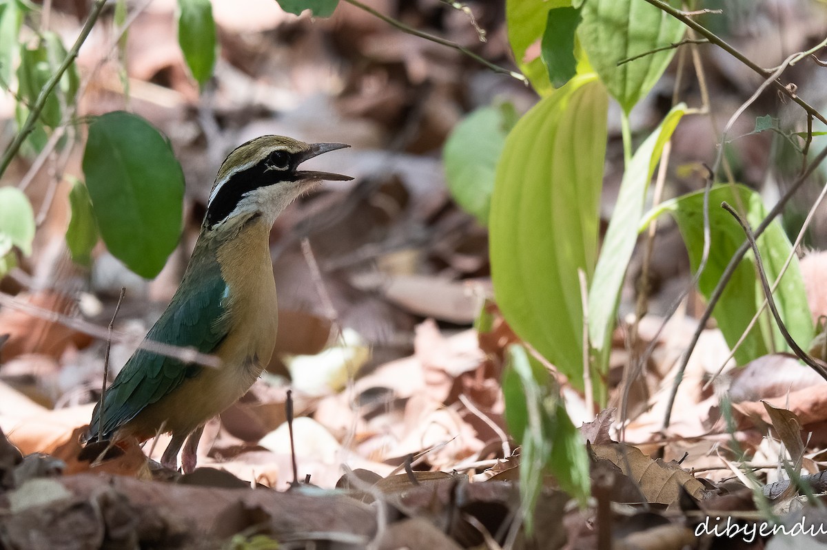 インドヤイロチョウ - ML618414482