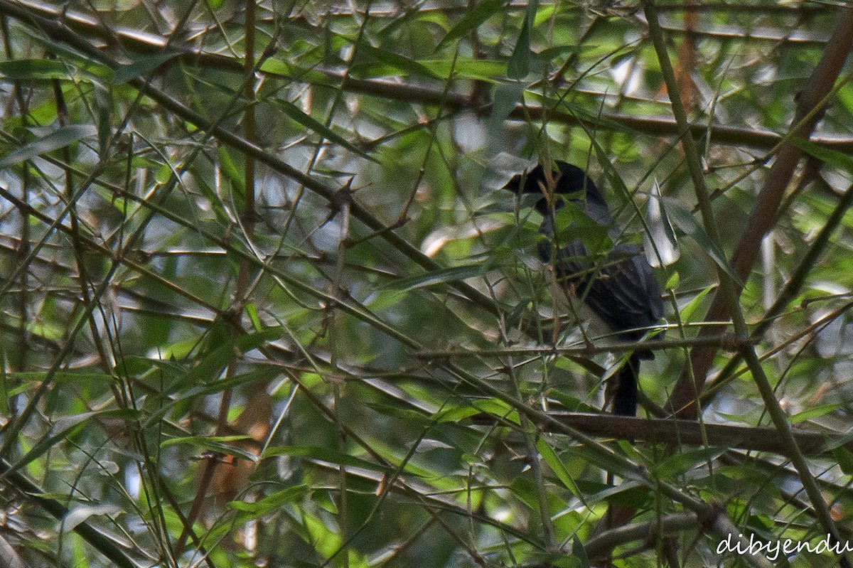 Black-headed Cuckooshrike - ML618414485