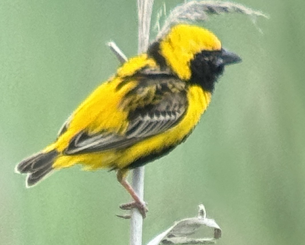 Yellow-crowned Bishop - ML618414494