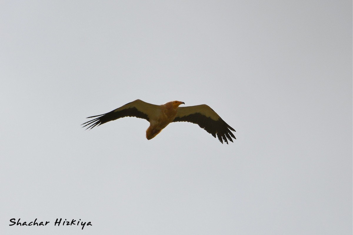 Egyptian Vulture - ML618414564