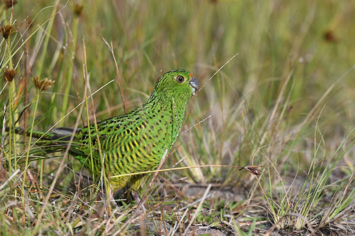 Ground Parrot - Nathan  Ruser