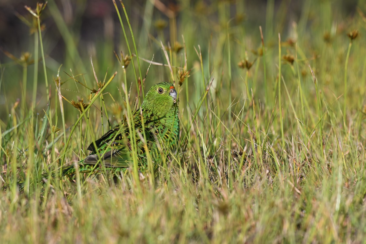 Ground Parrot - ML618414581