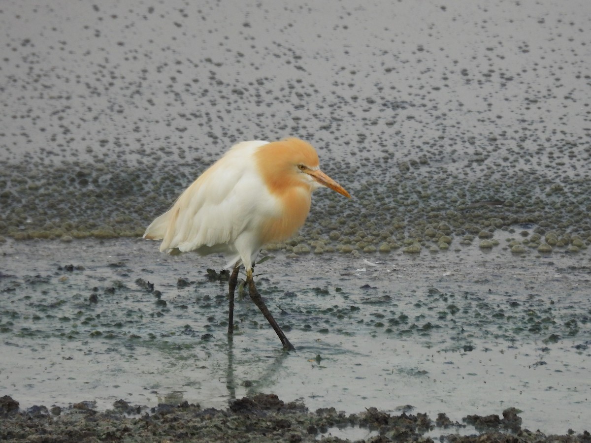 Eastern Cattle Egret - ML618414589