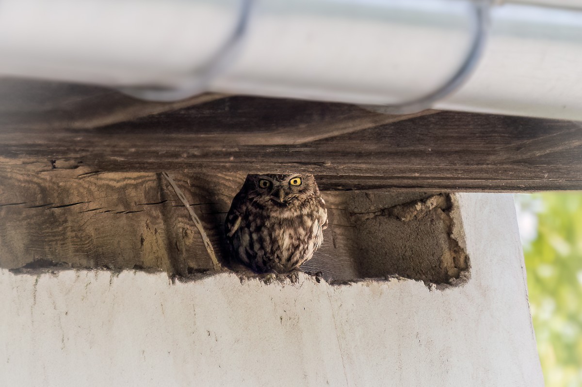Little Owl - ML618414645