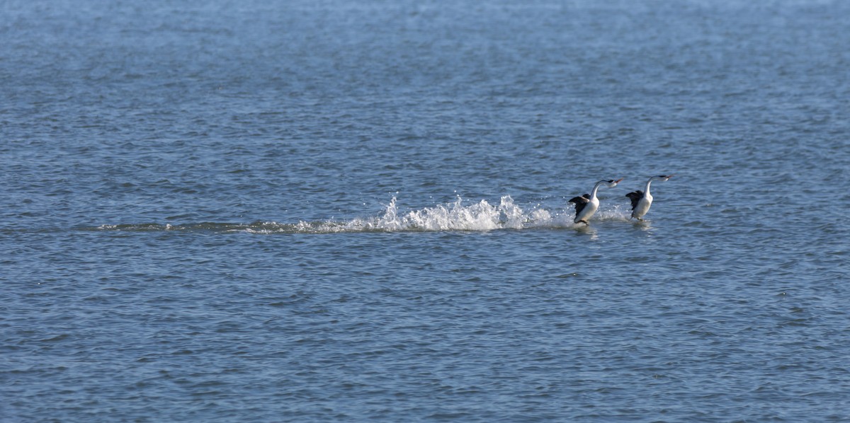 Clark's Grebe - Rohan Prinja