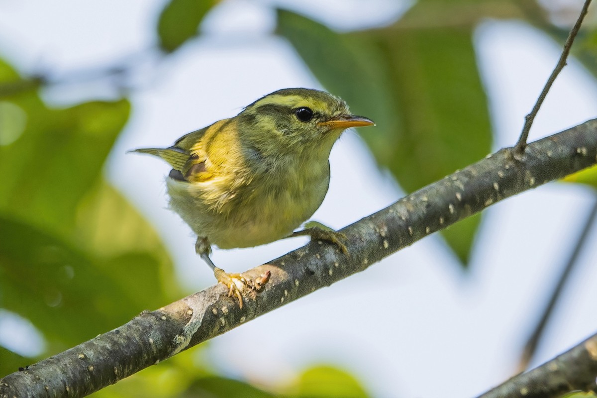 Kloss's Leaf Warbler - ML618414661