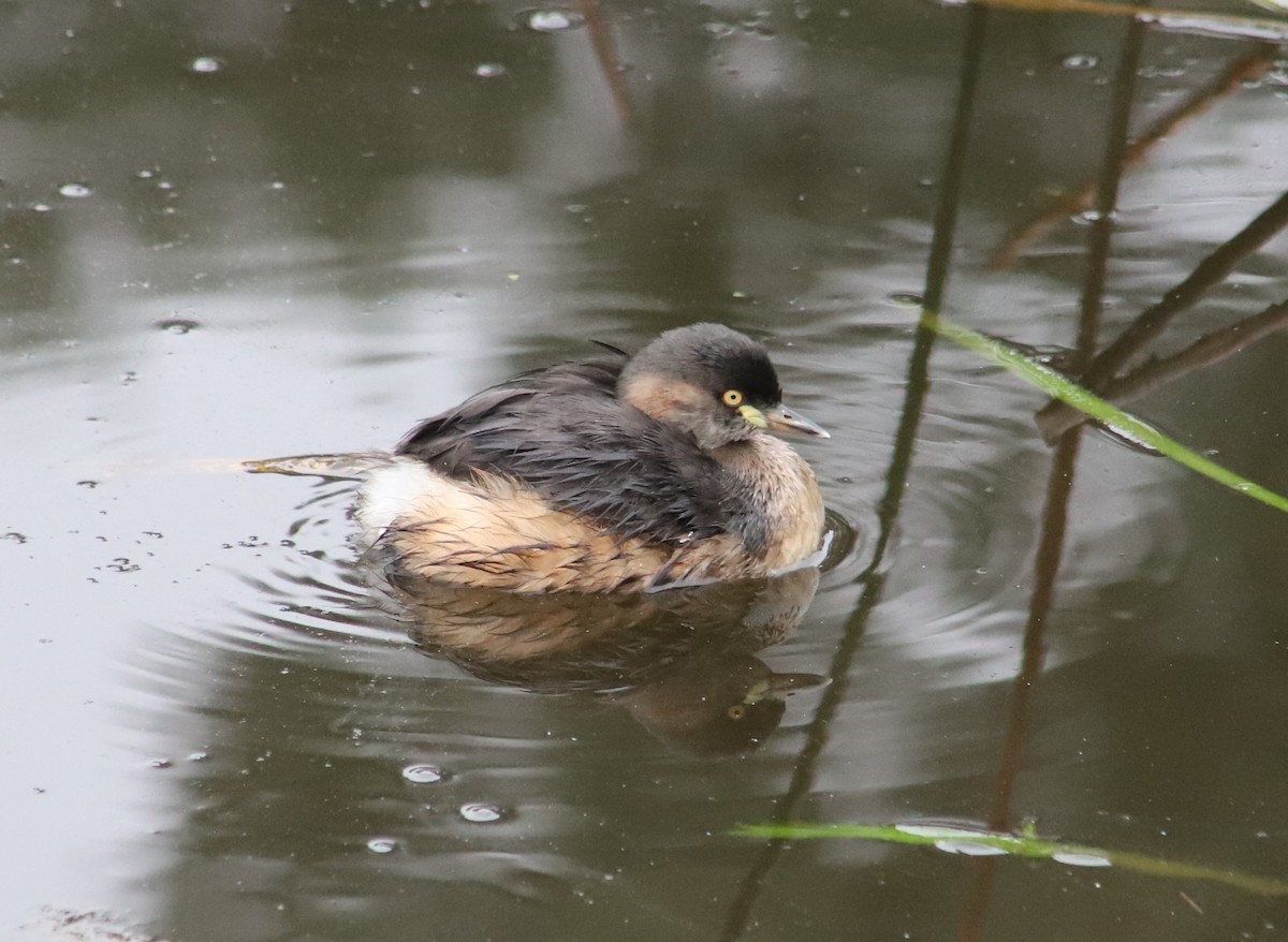 Australasian Grebe - Breta Loutit