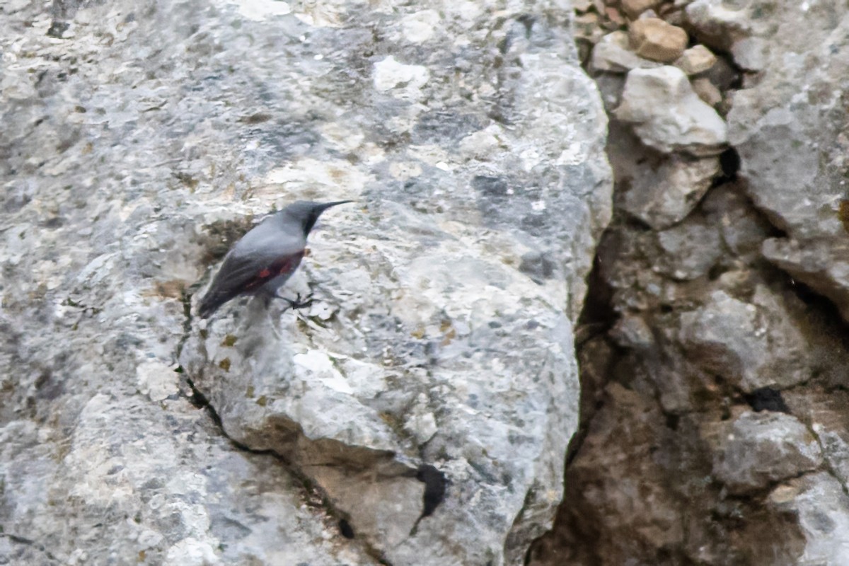 Wallcreeper - ML618414675