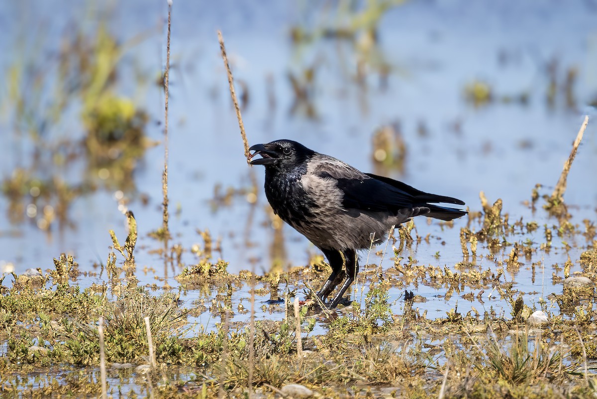 Hooded Crow - ML618414678