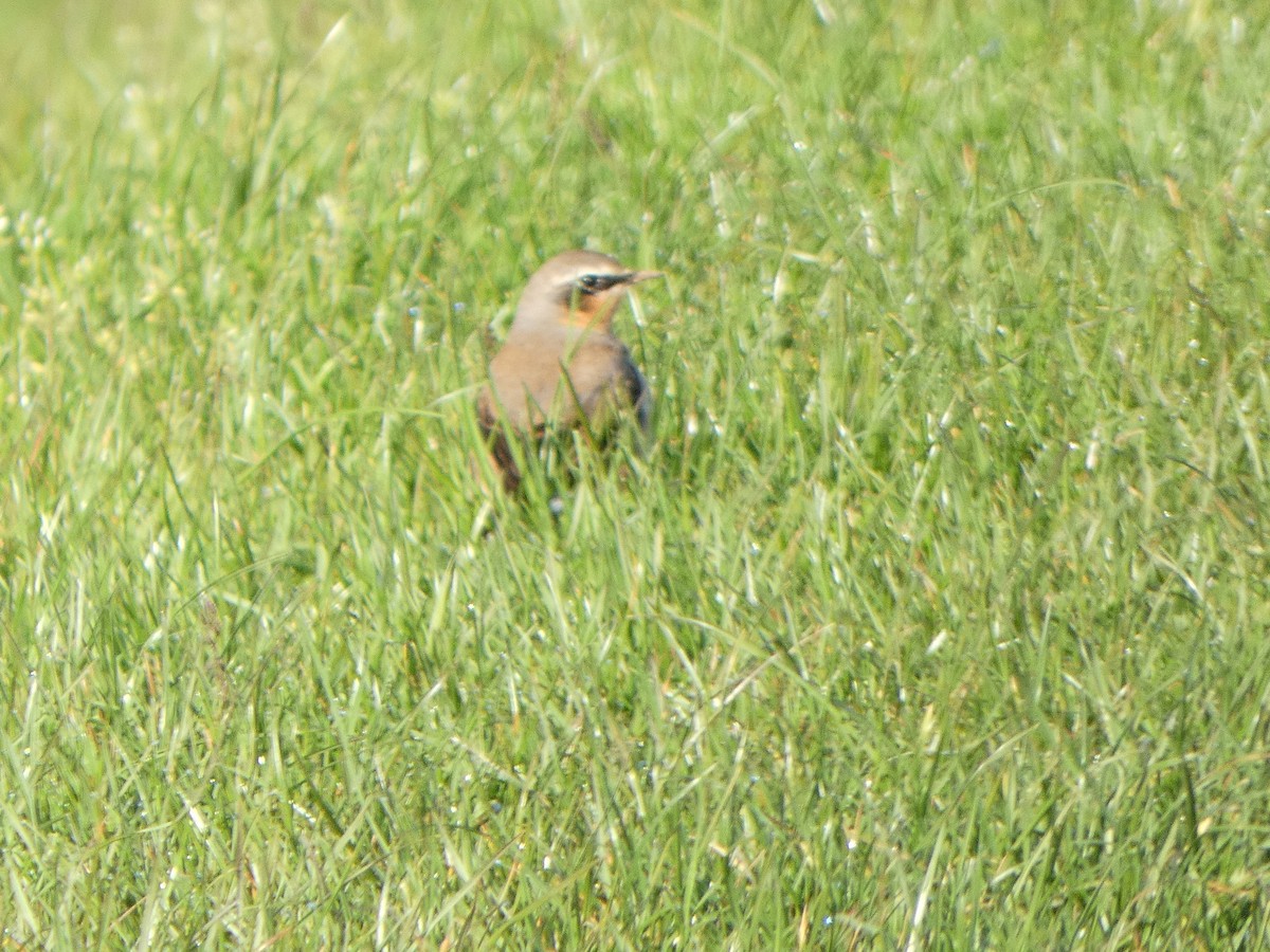 Northern Wheatear - Chris Gibbs