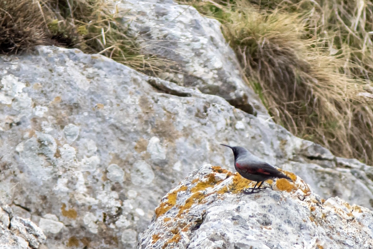 Wallcreeper - ML618414704