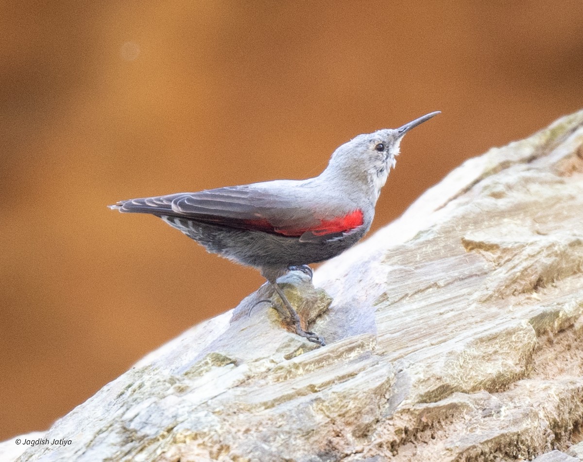 Wallcreeper - Jagdish Jatiya