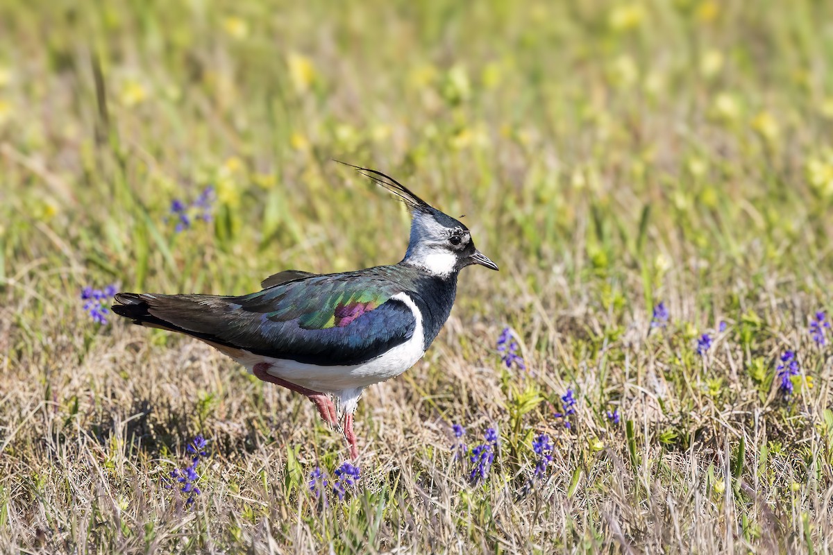 Northern Lapwing - ML618414716