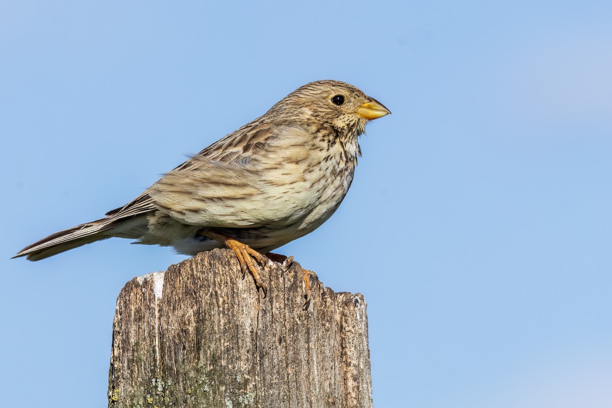 Corn Bunting - ML618414721
